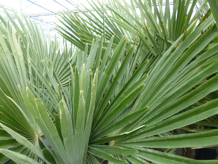 3 Stück XXL Stämme Palme winterhart 190 cm Trachycarpus fortunei, Hanfpalme, Top-Qualität