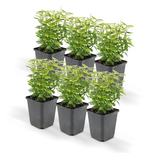 Bodendecker - Kriechspindel - Euonymus fortunei 'Emerald Gold' - 9cm Topf - Set mit 6 Pflanzen
