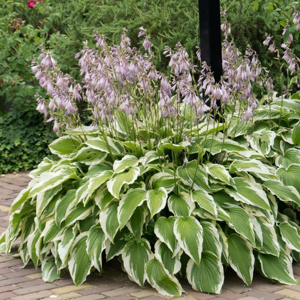 Bloomique - 5er-Mix - Hosta - Hartelie - schattige Rabattenmischung - Knollen - Gartenpflanzen - Stauden - winterhart - mehrjährig - wird bis zu 40 cm groß