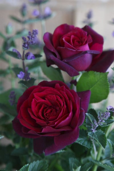 Rosa 'Gräfin Diana', Edelrose, rosa, 5-7,5 Liter Container