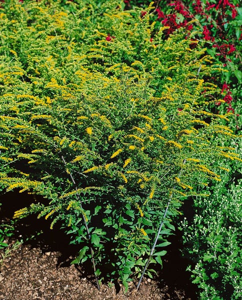 Solidago rugosa 'Fireworks', Goldrute, leuchtend gelb, ca. 9x9 cm Topf