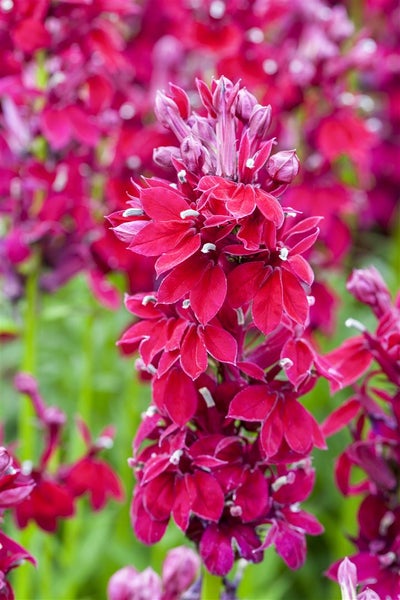 Lobelia x speciosa 'Fan Burgundy', burgunderrot, ca. 9x9 cm Topf