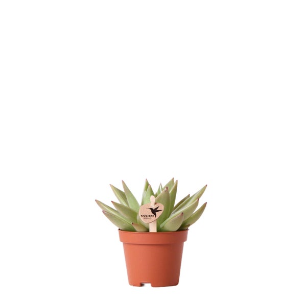 Kolibri Greens Grünpflanze Sukkulente Echeveria Miranda Topfgröße  6cm grüne Zimmerpflanze frisch aus der Gärtnerei