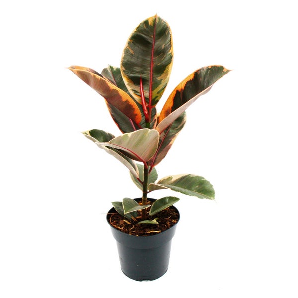 Rotbunter Gummibaum - Ficus elastica Belize - 17cm Topf