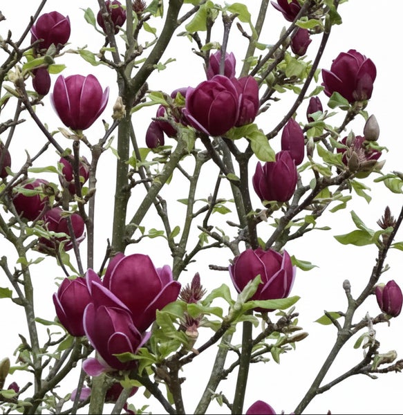 Blühender Magnolienbaum mit zahlreichen dunkelvioletten Blütenknospen und frischen grünen Blättern im Frühling.