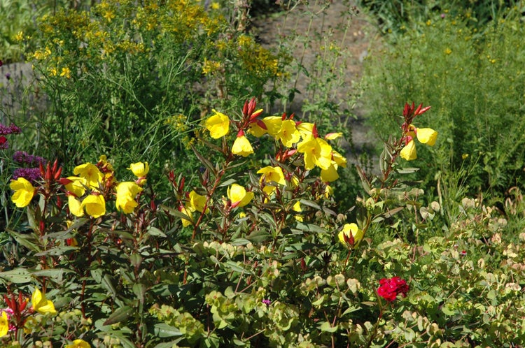 Oenothera pilosella 'Yella Fella', Nachtkerze, gelb, ca. 9x9 cm Topf