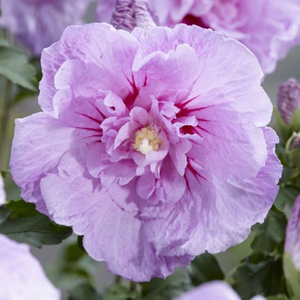 Nahaufnahme einer Hibiskusblüte