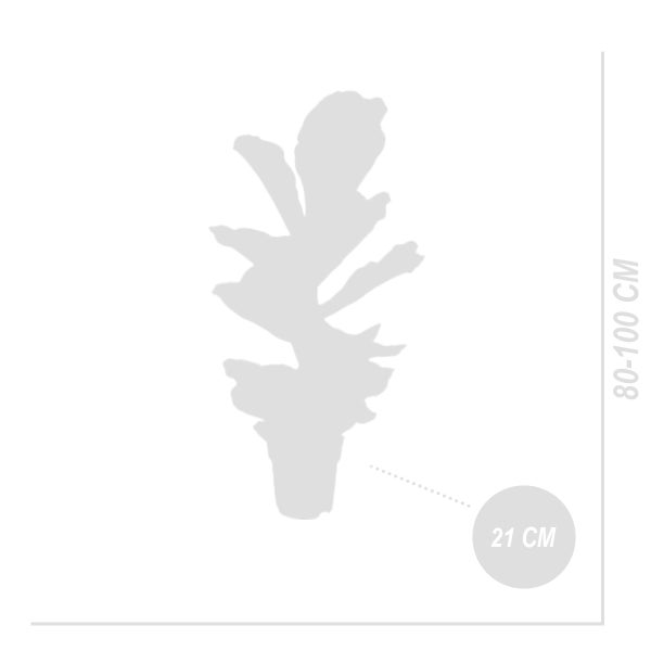 Bloomique - Ficus Lyrata - Geigenfeige - Zimmerpflanzen Groß - Pflegeleicht - Luftreinigend - Höhe 80-100 cm - Topf 21 cm