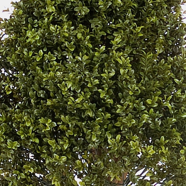 Nahaufnahme einer dichten Buchsbaumhecke oder Kunstpflanze mit kleinen ovalen Blättern.