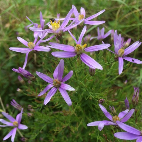 Nahaufnahme von lila Herbstastern im Gartenbeet