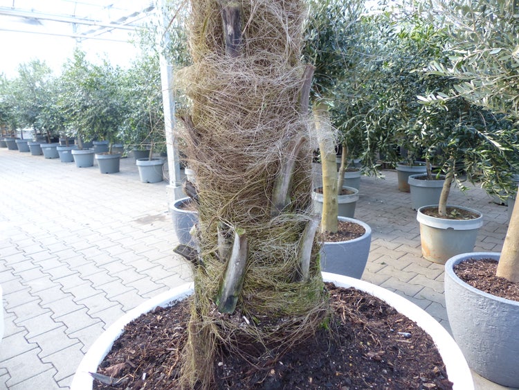 Faseriger Stamm einer Hanfpalme in einem großen Topf in einem hellen, organisierten Gartencenter mit anderen Kübelpflanzen.