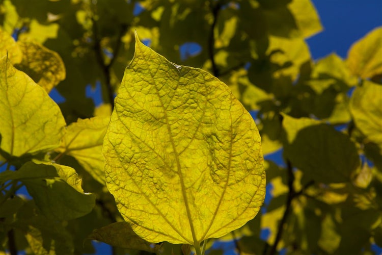 Catalpa bignonioides 'Aurea', Trompetenbaum, goldgelb, 100–125 cm