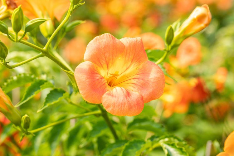 Campsis radicans 'Grandiflora', Trompetenblume, orange, 60–100 cm