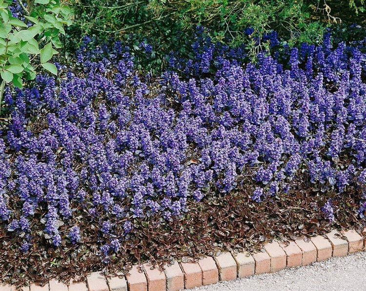 Kriechender Günsel Ajuga reptans als flächendeckender Bodendecker mit blauen Blütenähren und dunklem Laub an einer Beeteinfassung aus Ziegeln.