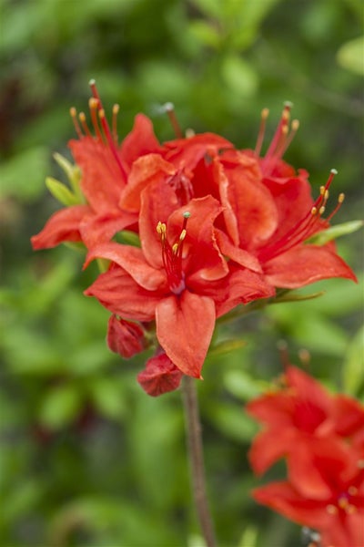 Rhododendron luteum 'Royal Command', gelb, 30–40 cm