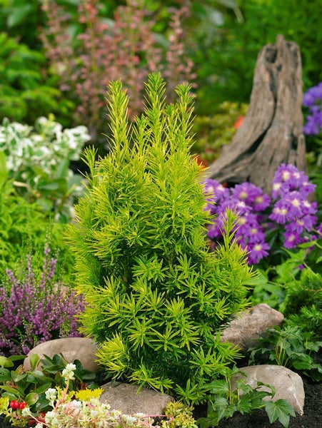 Taxus baccata 'Germers Gold', Eibe, goldgelb, 40–50 cm