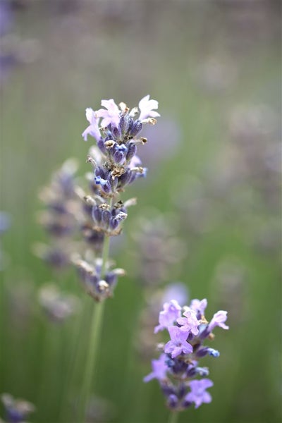 Lavandula angustifolia 'Munstead', Lavendel, violett, 5-7,5 Liter Container