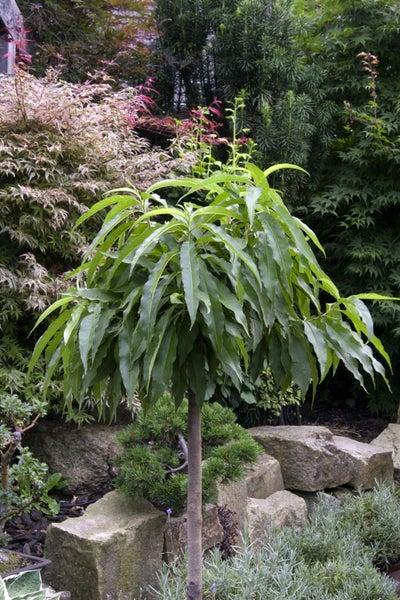 Prunus persica 'Zwergpfirsich', kompakt, 60 cm