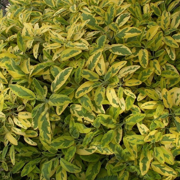 Gold-Salbei Pflanze mit gelbgrünen Blättern