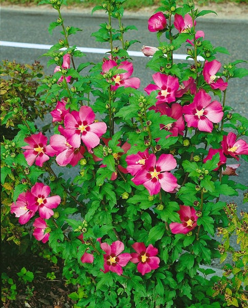 Hibiscus syriacus 'Woodbridge', Roseneibisch, rosa Blüten, 80–100 cm