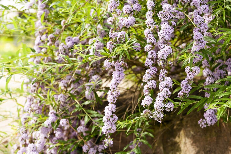 Buddleja alternifolia, Hänge-Sommerflieder, 40–60 cm