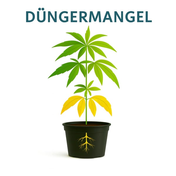 Illustration einer Pflanze mit Düngermangel, erkennbar an gelben Verfärbungen der unteren Blätter.