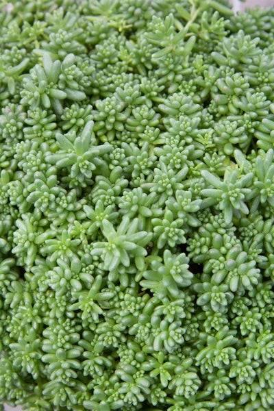Sedum album 'Coral Carpet', Teppichsedum, ca. 9x9 cm Topf