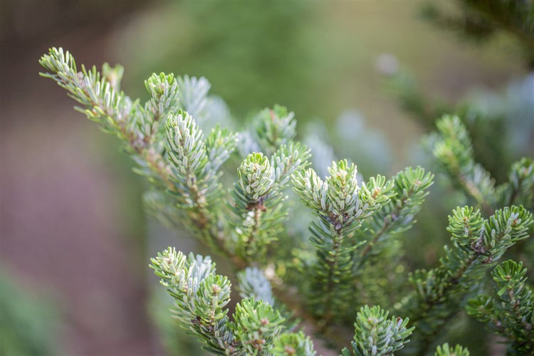 Abies koreana 'Molli', Koreanische Tanne, kompakt, 20–30 cm