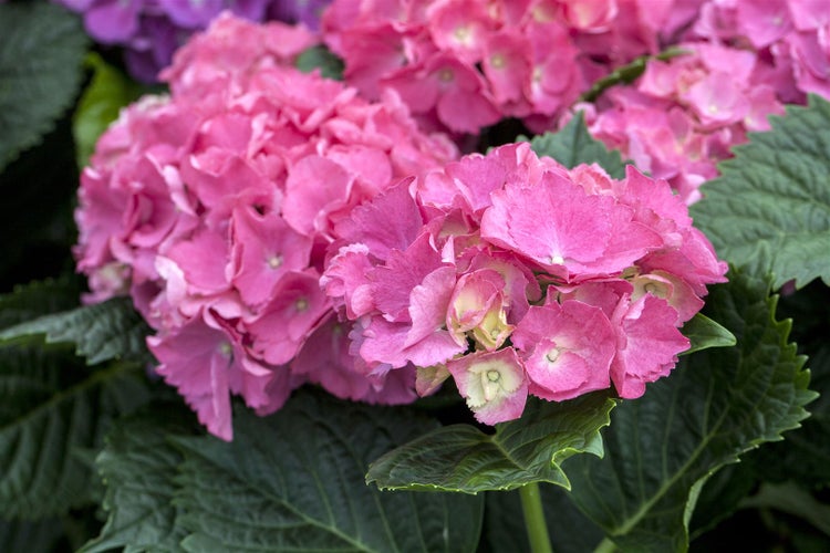 Hydrangea mac. 'Schöne Bautznerin', Hortensie, rosa, 30–40 cm