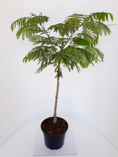 Albizia julibrizin 'Ombrella'- Stämmchen 80 cm,  Seidenbaum / Schlafbaum / Seidenakazie, Gesamthöhe: 130-140