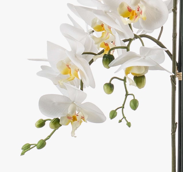 Weiße Orchidee mit gelber Mitte und grünen Knospen am Stiel.