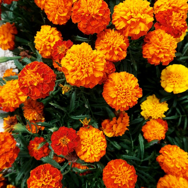 Tagetes Studentenblumen in verschiedenen Nuancen von Orange und Gelb mit grünem Laub.