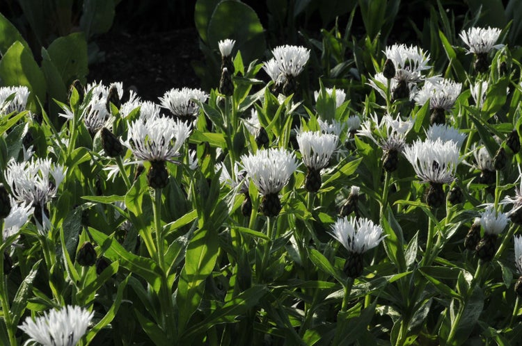 Centaurea montana 'Alba', Berg-Flockenblume, weiß, ca. 9x9 cm Topf