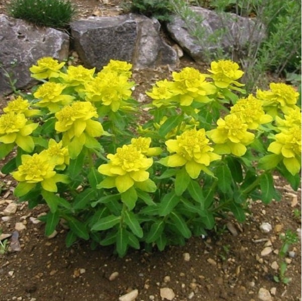 Gelbe Wolfsmilch im Gartenbeet.