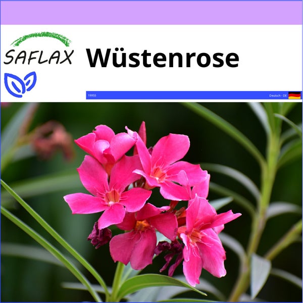 SAFLAX  - Wüstenrose - Adenium obesum - 8 Samen