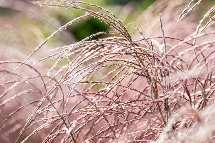 Miscanthus sinensis 'Flamingo', Chinaschilf, rosa Blüten, ca. 9x9 cm Topf