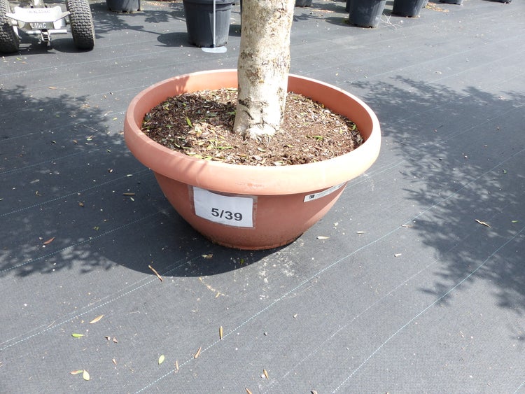 Olivenbaum Pon Pon 180 cm | 7 Pon Pon Bonsai Formgehölz, winterhart
