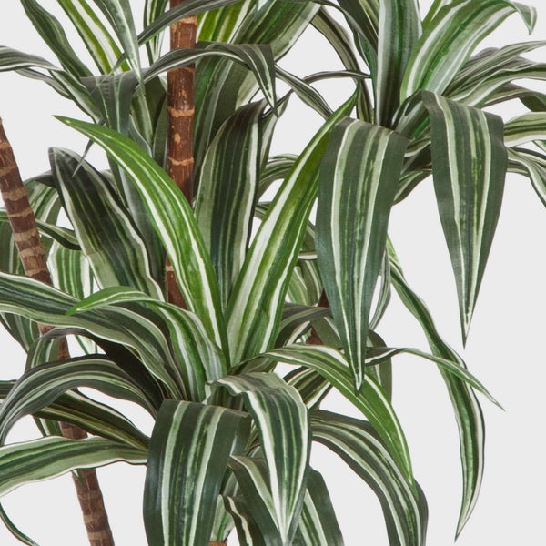 Nahaufnahme eines Drachenbaums Dracaena mit grün-weiß gestreiften Blättern und braunem Stamm.