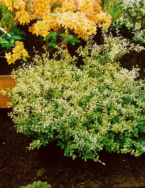 Ilex crenata 'Golden Gem', Japanische Stechpalme, goldgelb, 20–30 cm