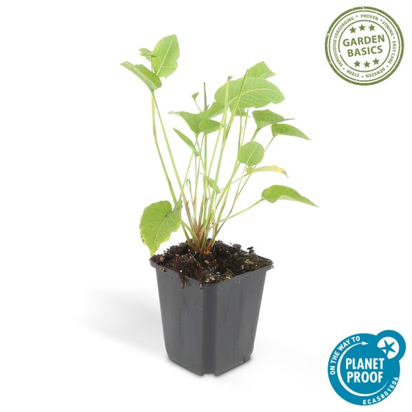 Grüne Teichpflanze im schwarzen Kunststofftopf mit Siegeln für einfache Pflege, Robustheit und nachhaltige Produktion.