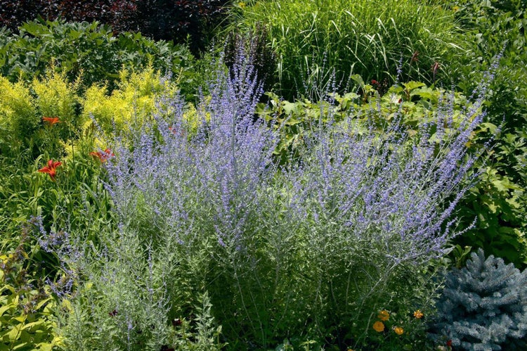 Perovskia atriplicifolia 'Blue Spire', Silberstrauch, blau, 40–60 cm