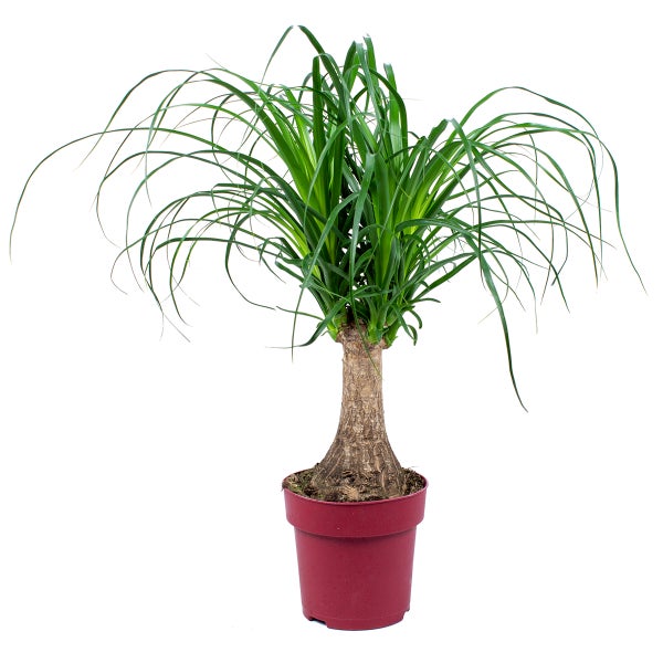 Beaucarnea 'Recurvata' | Elefantenfuß pro Stück - Zimmerdecke im Kinderzimmertopf cm15 cm - ↕55 cm