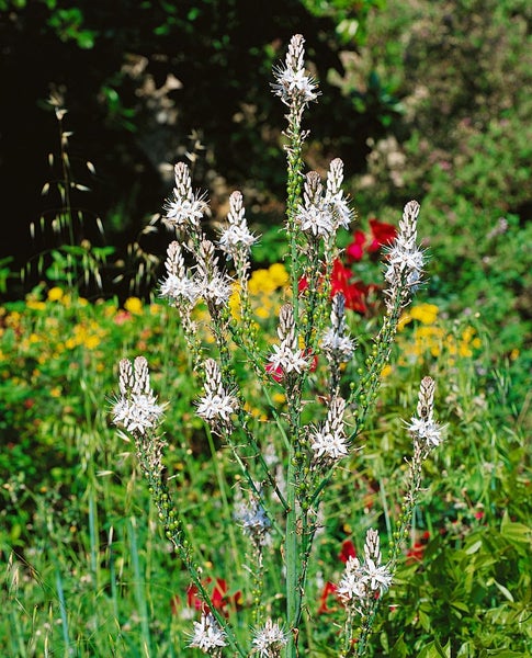 Nahaufnahme einer blühenden Affodillpflanze im Garten.