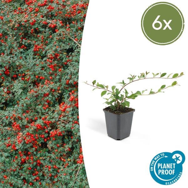 Bodendecker - Kriechmispel - Teppichmispel - Cotoneaster dammeri 'Major' - 9cm Topf - Set mit 6 Pflanzen