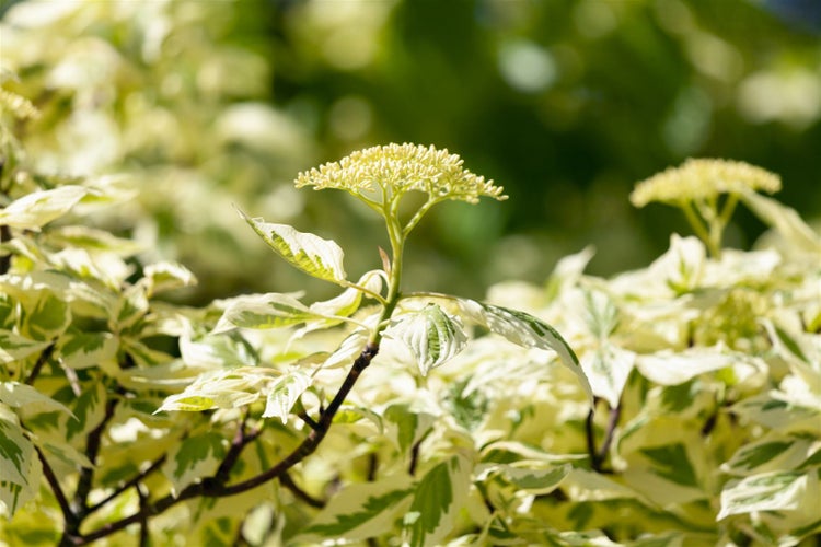 Cornus controversa 'Variegata', Etagen-Hartriegel, grün-weiß, 80–100 cm