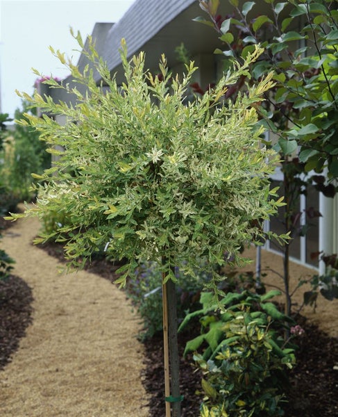 Salix integra 'Hakuro Nishiki', Japanische Weide, buntes Laub, 40–60 cm