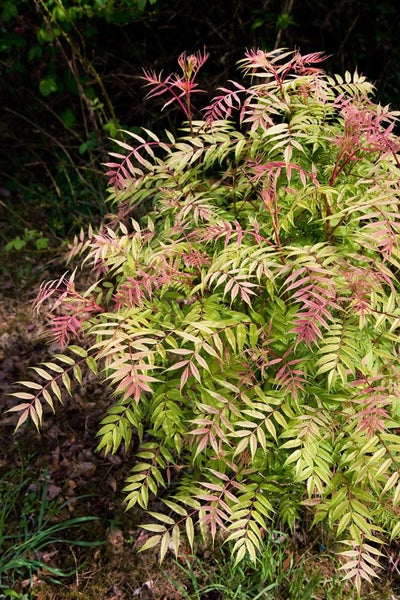 Sorbaria sorbifolia 'Sem', Fiederspiere, buntes Laub, 30–40 cm