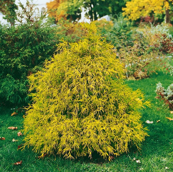 Chamaecyparis pisifera 'Filifera Aurea Nana', gelbgrün, 20–30 cm