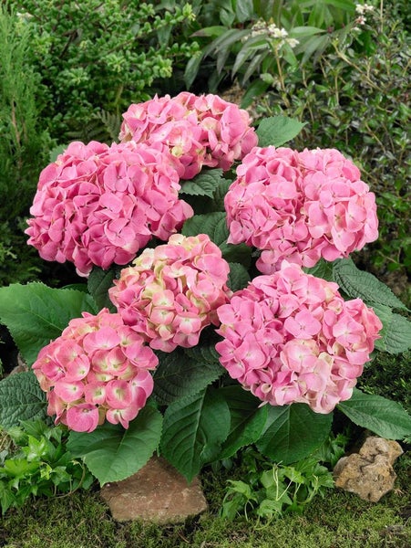 Rosa Hortensienblüten mit grünen Blättern