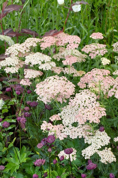 Achillea millefolium 'Cassis', Schafgarbe, rosa, ca. 9x9 cm Topf